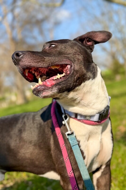 View Lenox the Dog Photo #2