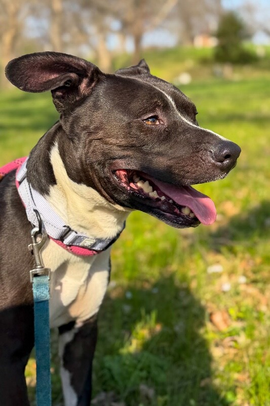 View Lenox the Dog Photo #4