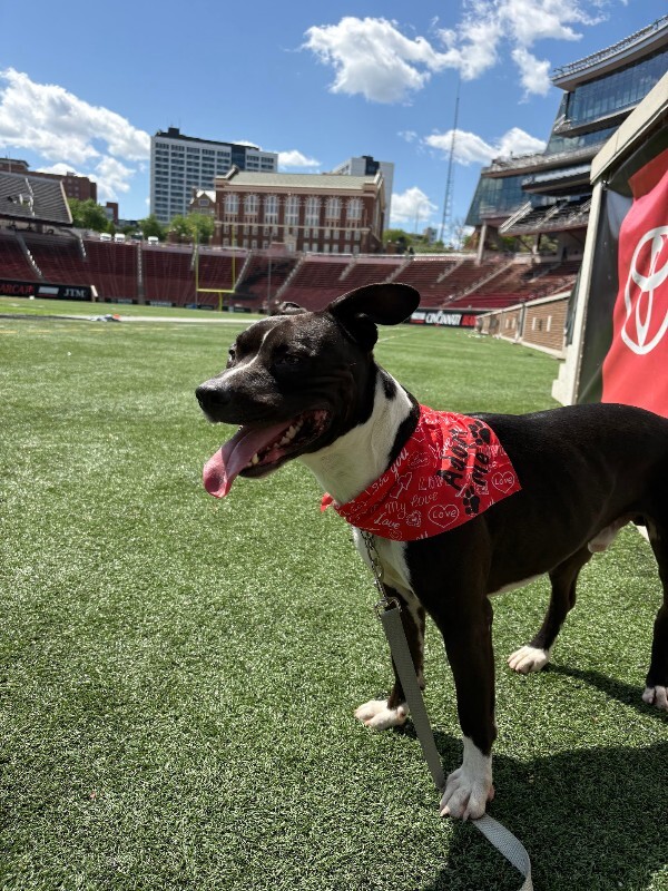 View Lenox the Dog Photo #5