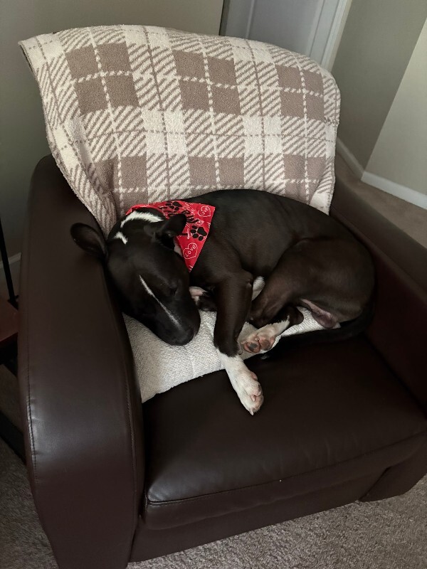 View Lenox the Dog Photo #18