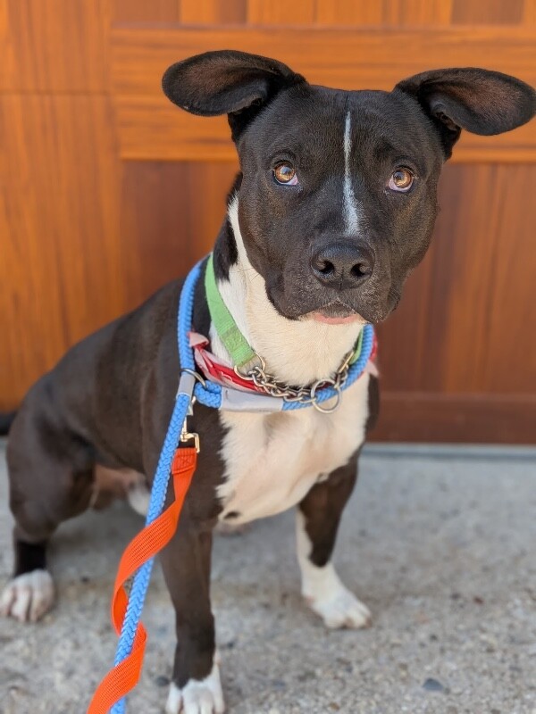 View Lenox the Dog Photo #15