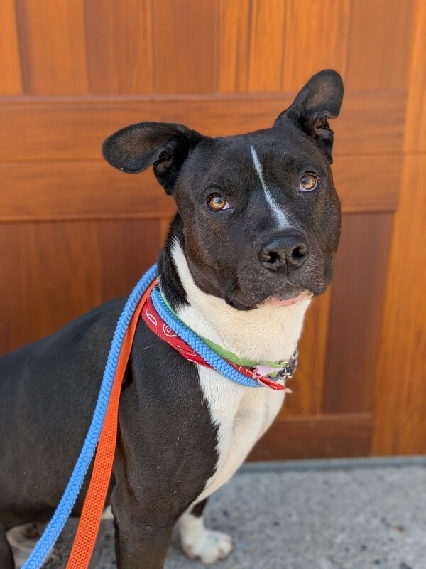 View Lenox the Dog Photo #16