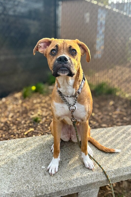 View Bunny the Dog Photo #2