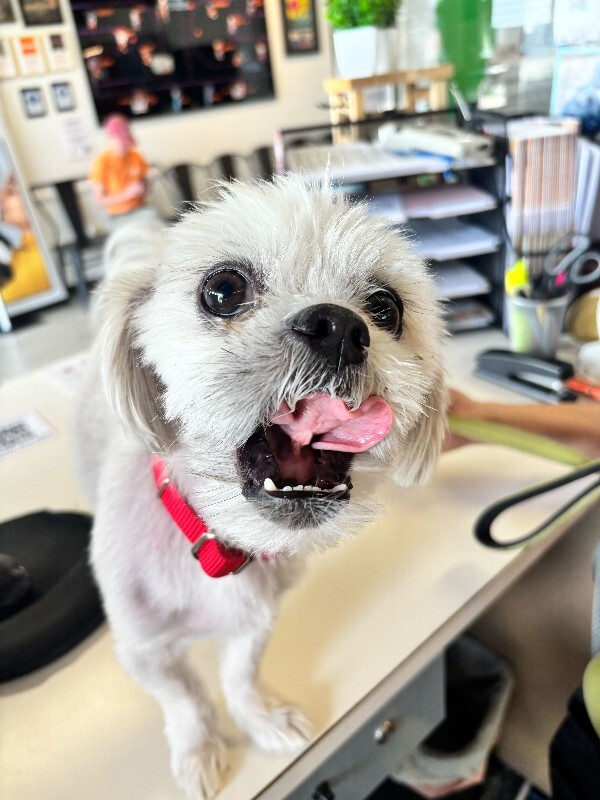 Help Rehome This Dog Knuckles (actual)