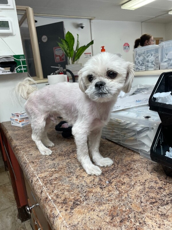 View Knuckles (actual) the Dog Photo #2