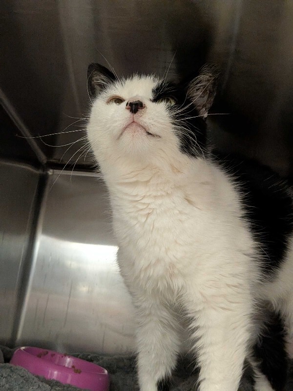 View Margie the Cat Photo #3