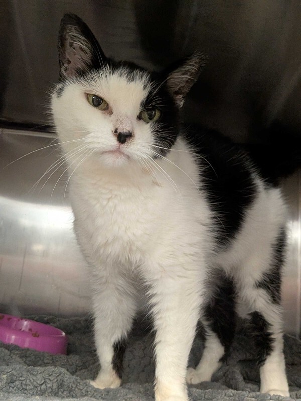 View Margie the Cat Photo #2