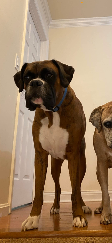 Have You Seen Odin? Odin - Dog