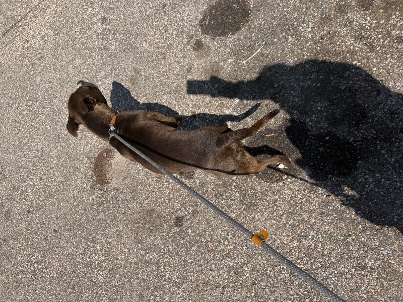 View Tilber the Dog Photo #2