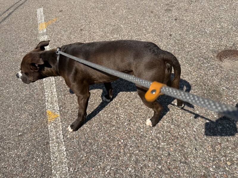 View Tilber the Dog Photo #4