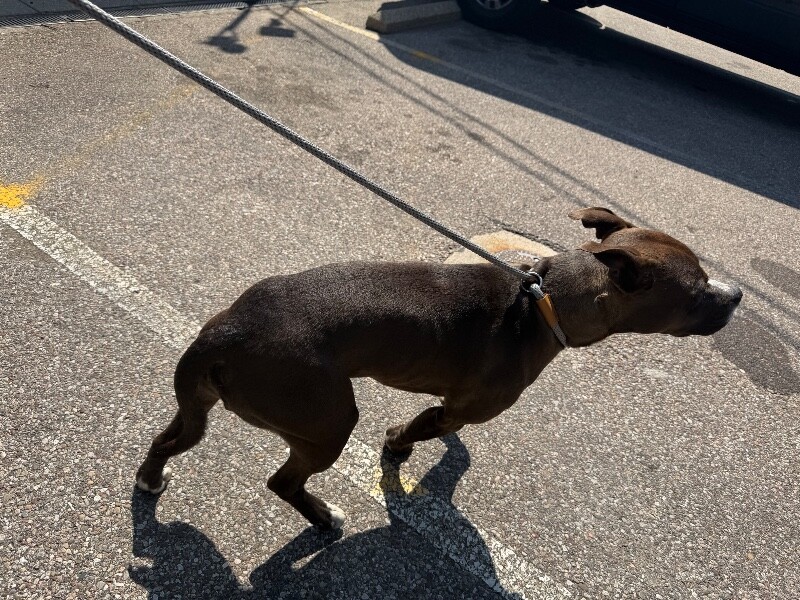 View Tilber the Dog Photo #3