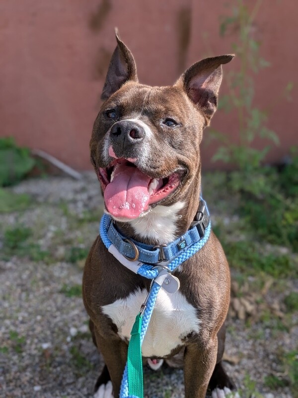 Learn More About Tilber Tilber - Dog