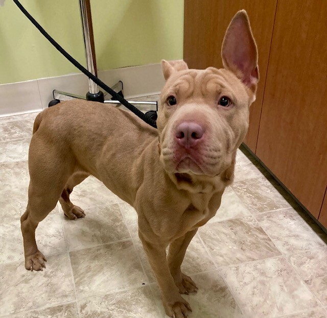 View Curry the Dog Photo #4