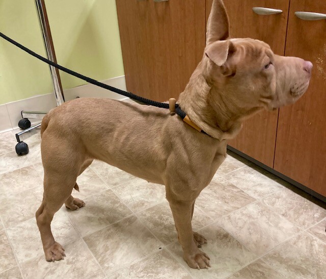 View Curry the Dog Photo #3