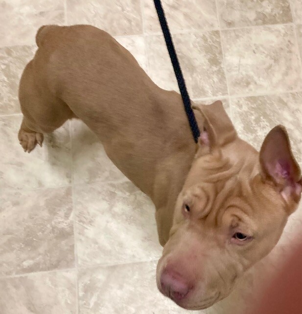 View Curry the Dog Photo #2