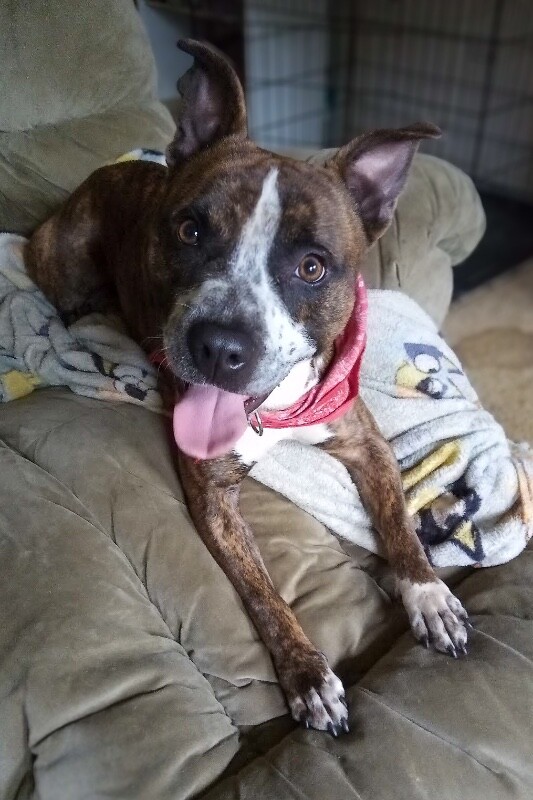 Learn More About Chico Chico - Dog