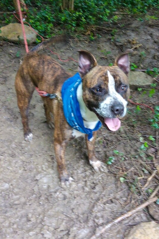 View Chico the Dog Photo #4