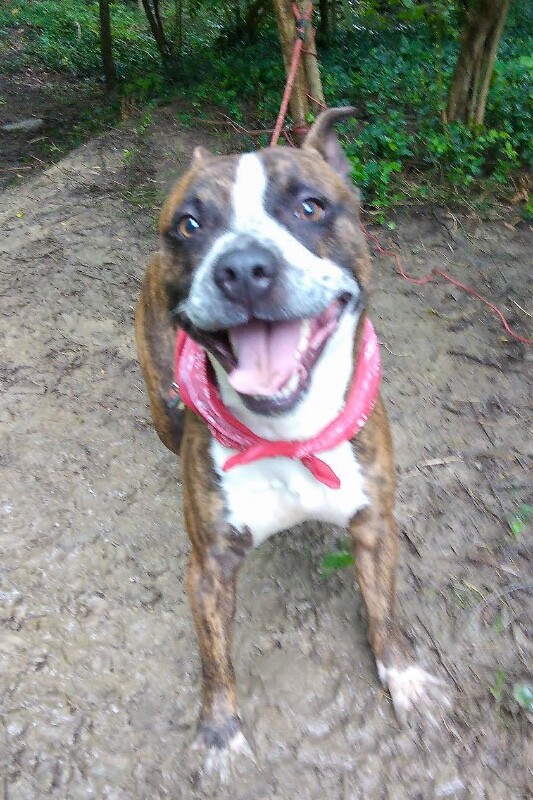 View Chico the Dog Photo #2