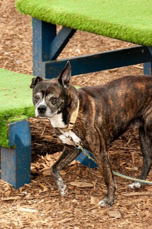 View Noah the Dog Photo #6