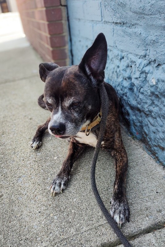 View Noah the Dog Photo #4