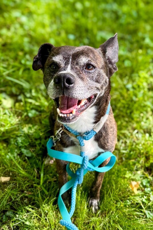 Learn More About Noah Noah - Dog