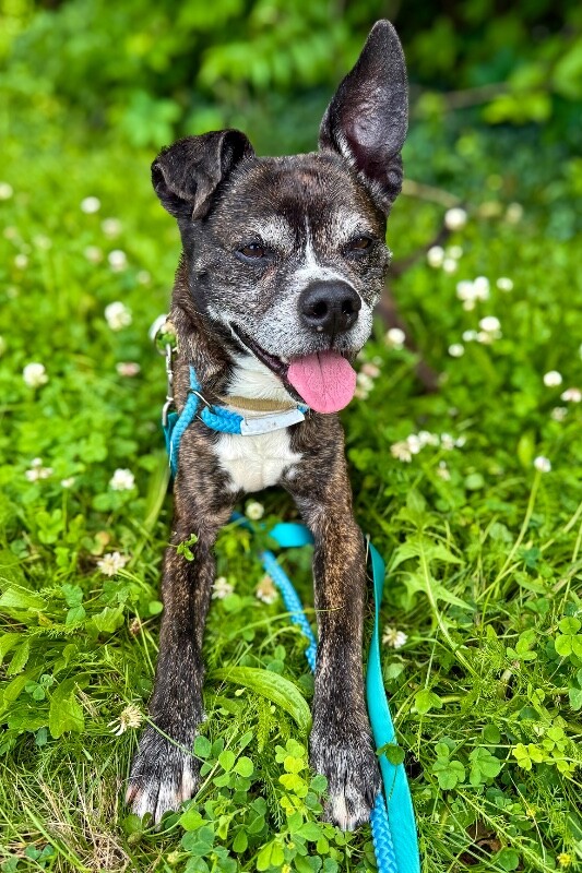 View Noah the Dog Photo #5