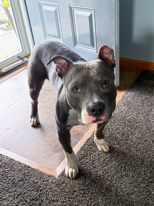 Cat Fish - Dog