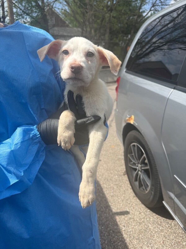 Angie Dickinson - Dog