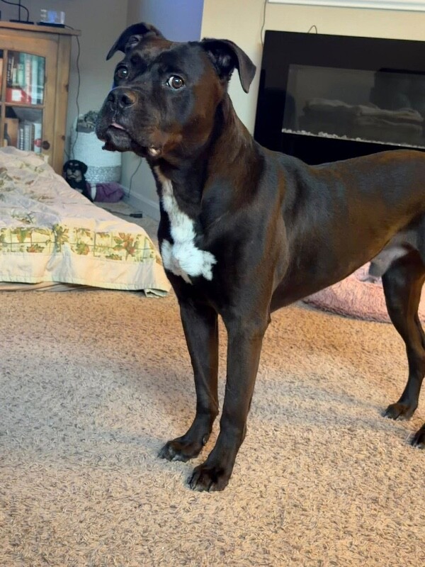 View Charlemagne the Dog Photo #8