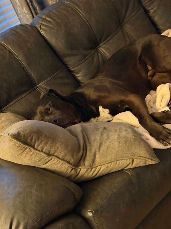 View Charlemagne the Dog Photo #4
