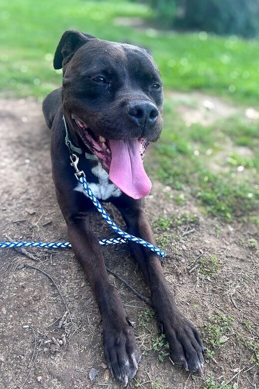 Learn More About Charlemagne Charlemagne - Dog