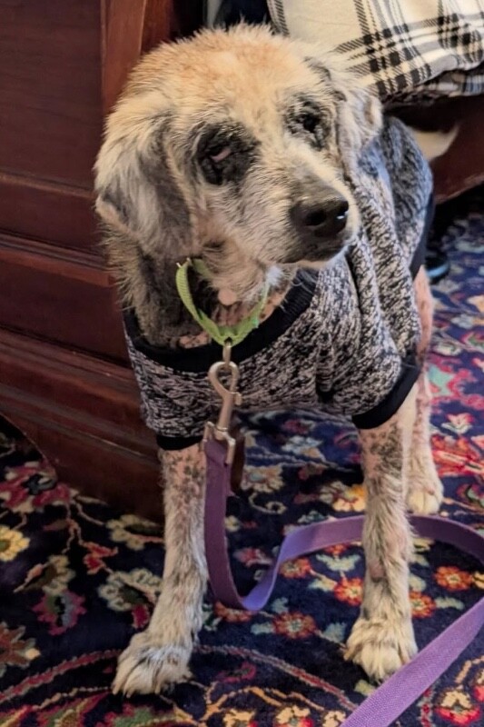 View Willow the Dog Photo #8