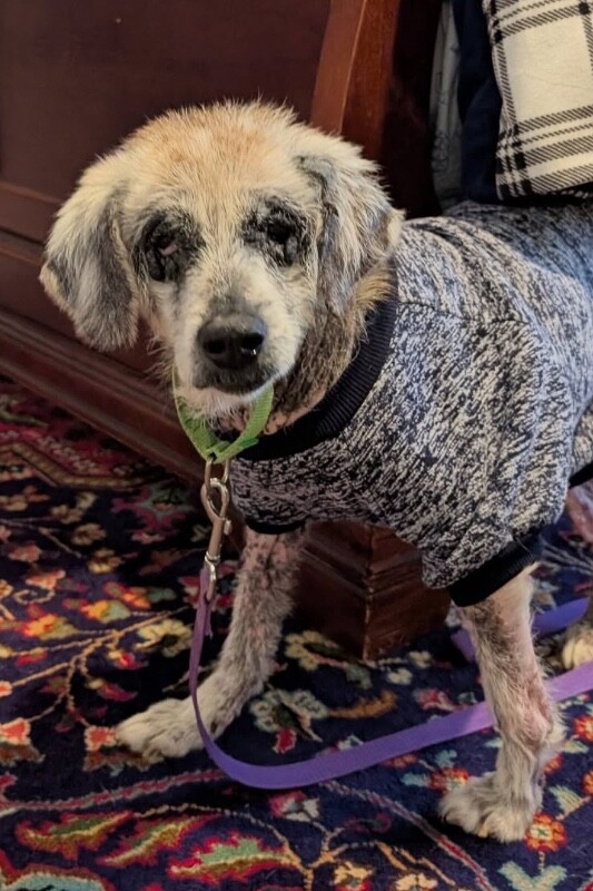 View Willow the Dog Photo #2