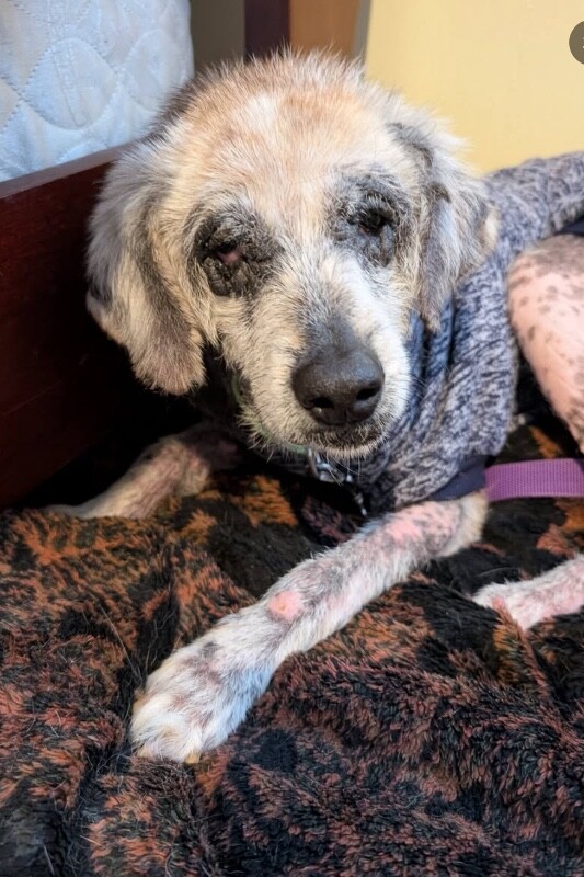 View Willow the Dog Photo #4