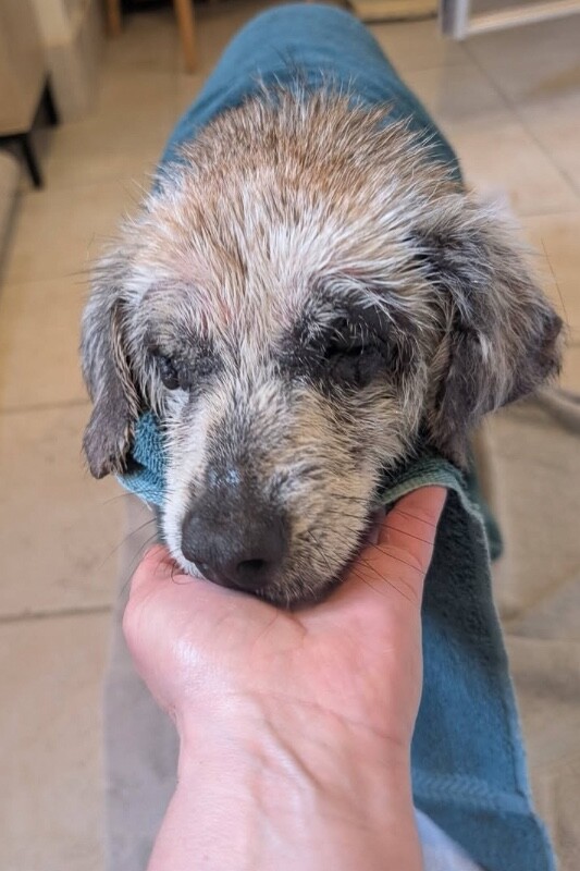 View Willow the Dog Photo #6