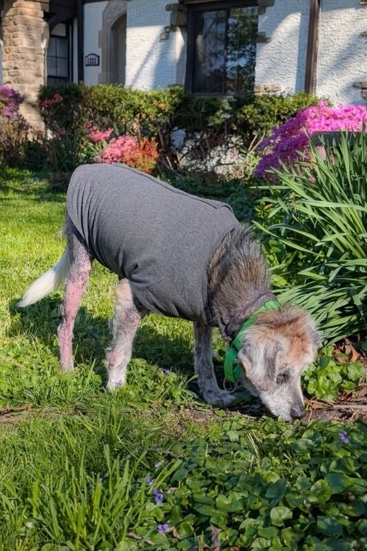 View Willow the Dog Photo #3