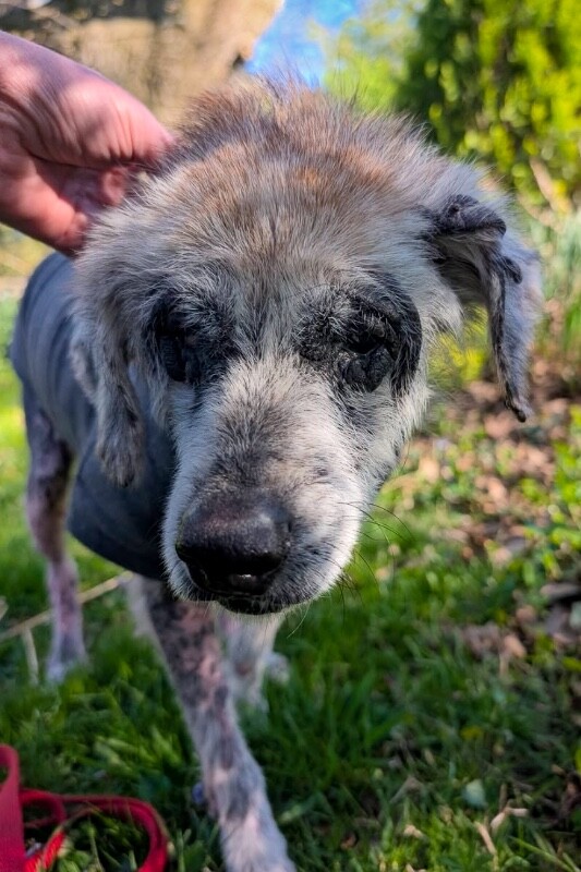 View Willow the Dog Photo #7