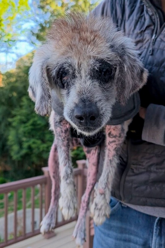 View Willow the Dog Photo #5