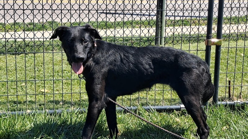 View Brooke the Dog Photo #2