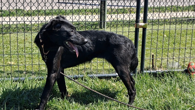 View Brooke the Dog Photo #3