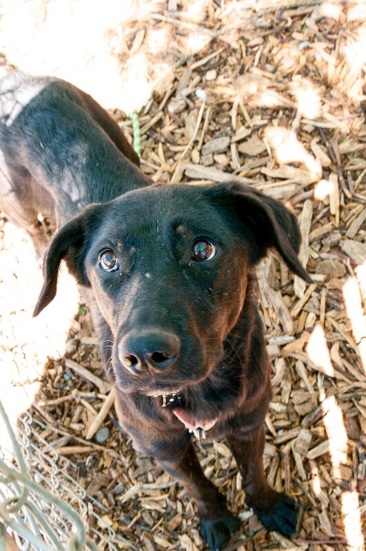View Brooke the Dog Photo #8