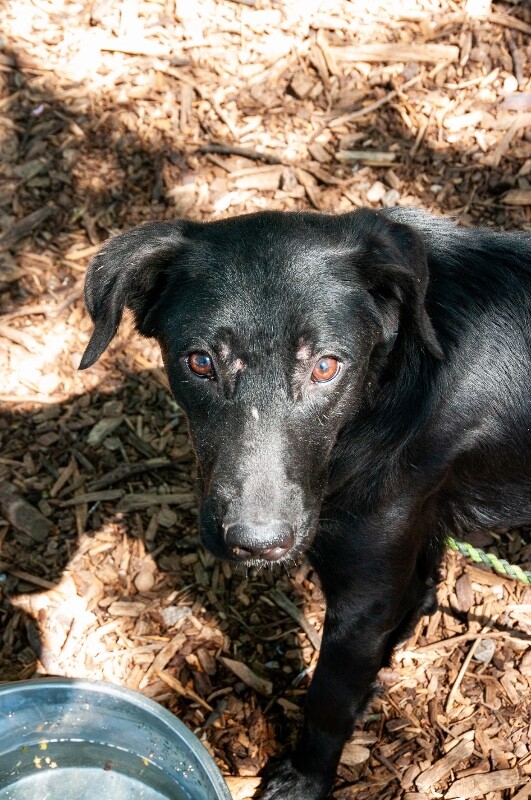 View Brooke the Dog Photo #9