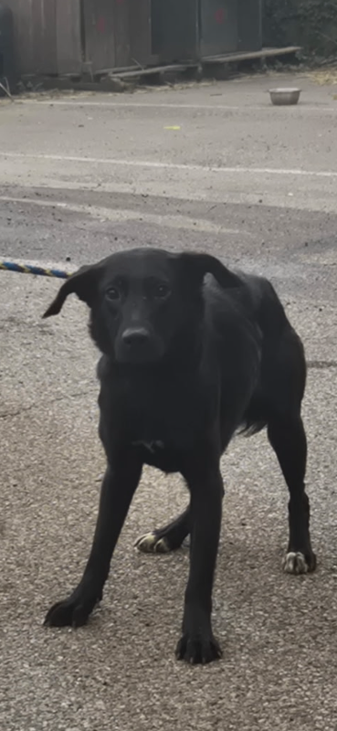 View Brooke the Dog Photo #4