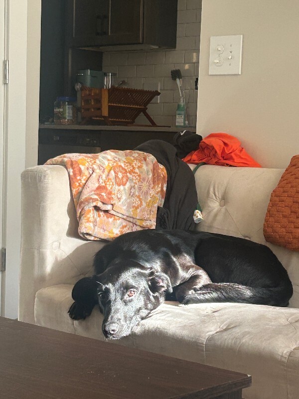 View Brooke the Dog Photo #3