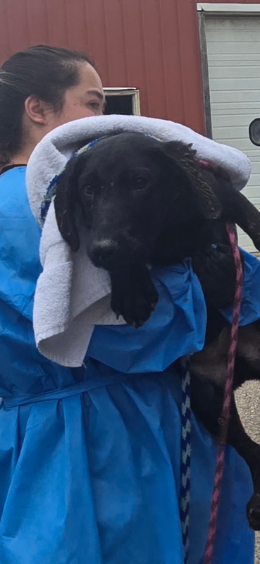 Note Book - Dog