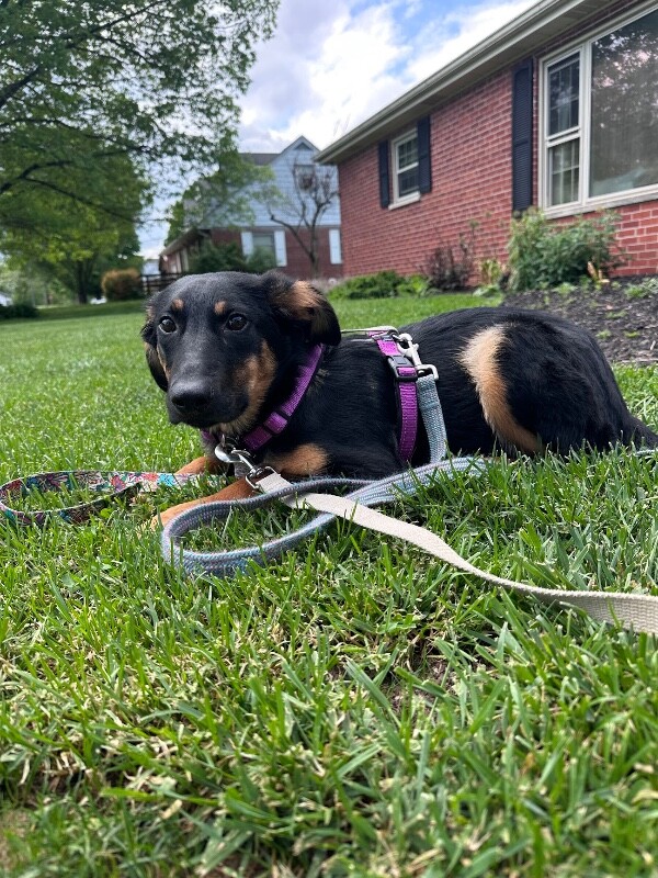 Learn More About Bumble Bumble - Dog