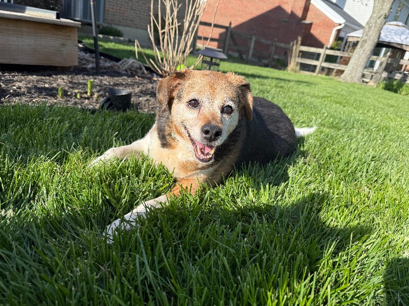 View Matilda the Dog Photo #4