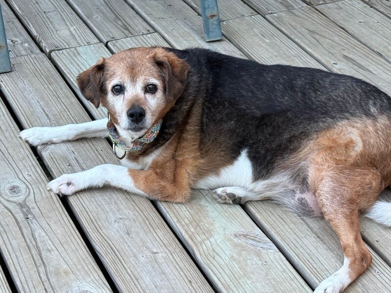View Matilda the Dog Photo #3