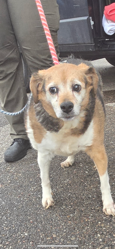 View Matilda the Dog Photo #2