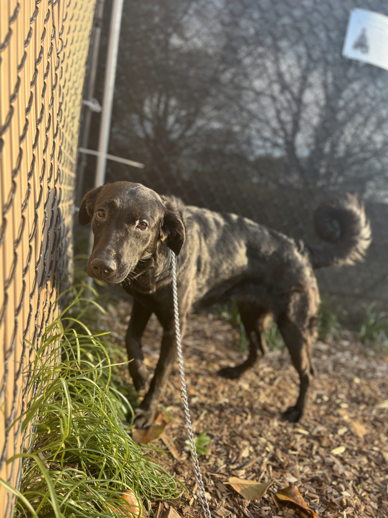 Learn More About Roxanne Roxanne - Dog